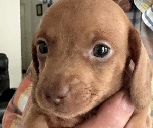 Dachshund Puppy for Sale in HIGHLANDS, Texas USA