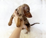 Small #2 Dachshund