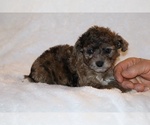 Small #6 Poodle (Toy)