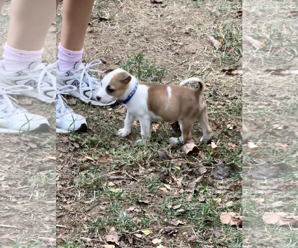 Medium Photo #7 American Staffordshire Terrier-Unknown Mix Puppy For Sale in Holly Springs, NC, USA
