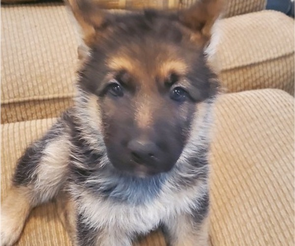 Medium Photo #1 German Shepherd Dog Puppy For Sale in CLINTON, MD, USA