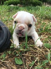 Faux Frenchbo Bulldog Puppy for sale in ALTOONA, KS, USA