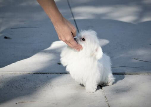 Medium Photo #7 Maltese Puppy For Sale in FULLERTON, CA, USA
