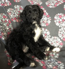 Aussiedoodle Puppy for sale in YODER, CO, USA