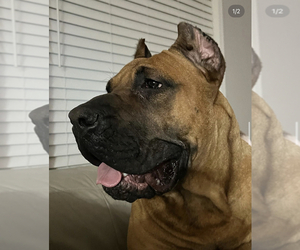 Presa Canario Puppy for sale in BELLINGHAM, WA, USA