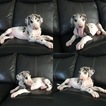 Small Photo #1 Great Dane Puppy For Sale in WINFIELD, KS, USA