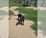 Small Mutt