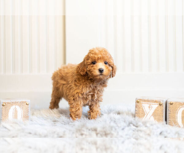 Medium Photo #3 Poodle (Toy) Puppy For Sale in WARSAW, IN, USA