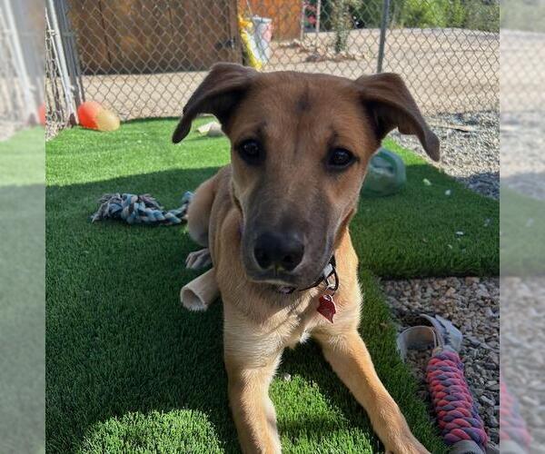 Medium Photo #4 Mutt Puppy For Sale in San Diego, CA, USA