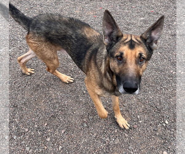 Medium Photo #4 German Shepherd Dog-Unknown Mix Puppy For Sale in Webster, WI, USA