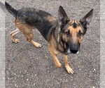 Small #3 German Shepherd Dog Mix
