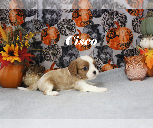 Medium Photo #48 Cavalier King Charles Spaniel Puppy For Sale in CHANUTE, KS, USA