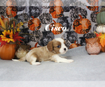 Small Photo #48 Cavalier King Charles Spaniel Puppy For Sale in CHANUTE, KS, USA