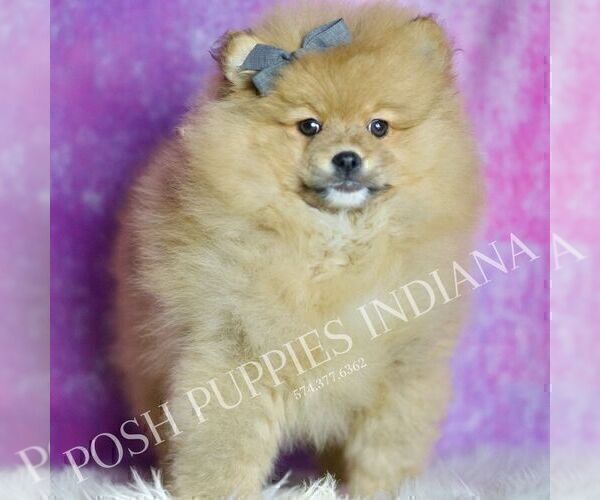 Medium Photo #2 Pomeranian Puppy For Sale in WARSAW, IN, USA