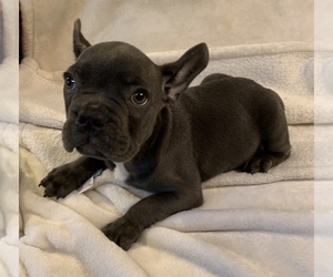 French Bulldog Puppy for sale in JOHNS ISLAND, SC, USA