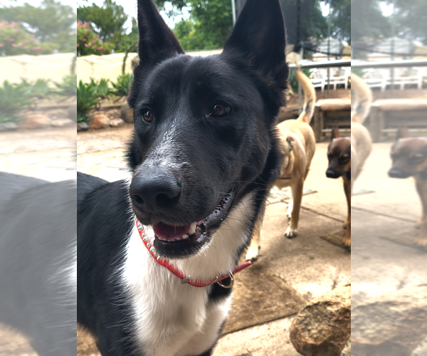 Medium Photo #4 Akita-Unknown Mix Puppy For Sale in Fallbrook, CA, USA