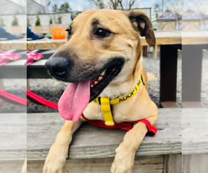 Rufus - Male Anatolian Shepherd-Labrador Retriever Mix Dog for Adoption - Photo #2
