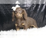 Puppy Hersheykiss APR Dachshund