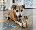 Small #11 Dachshund Mix