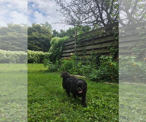 Myles - Male Pug Dog for Adoption - Photo #3