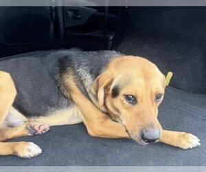 Beagle-Unknown Mix Dogs for adoption in Houston, TX, USA