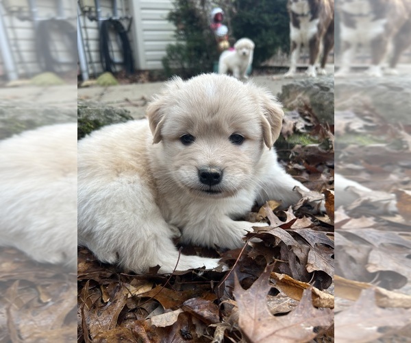 Medium Photo #2 Newfoundland-Samoyed Mix Puppy For Sale in ODENTON, MD, USA