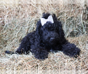 Cockapoo Puppy for sale in LIBERTY, KY, USA