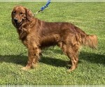Small Photo #11 Golden Retriever Puppy For Sale in BRADFORD, OH, USA