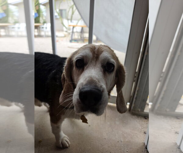 Medium Photo #4 Beagle Puppy For Sale in Las Vegas, NV, USA