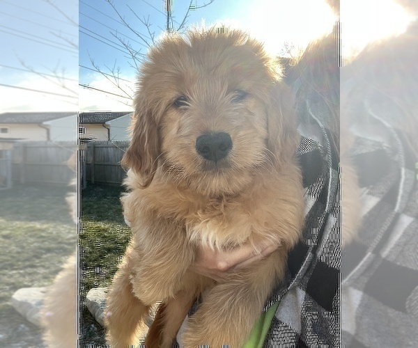 Medium Photo #3 Goldendoodle Puppy For Sale in BEECH GROVE, IN, USA