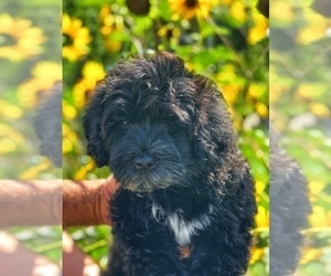 Medium Portuguese Water Dog