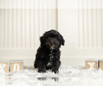 Small Photo #5 Miniature Australian Shepherd-Poodle (Toy) Mix Puppy For Sale in WARSAW, IN, USA