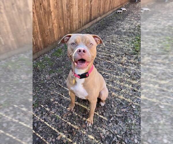Medium Photo #1 American Pit Bull Terrier-Unknown Mix Puppy For Sale in Plano, TX, USA