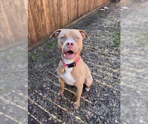 American Pit Bull Terrier-Unknown Mix Dogs for adoption in Plano, TX, USA