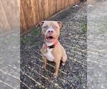 Small American Pit Bull Terrier Mix