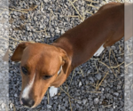 Small #1 Dachshund Mix