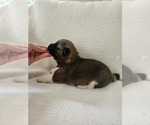 Small #5 Akita