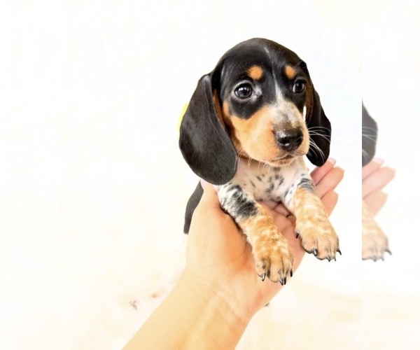 Medium Photo #6 Dachshund Puppy For Sale in DAVIS, CA, USA