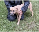 Puppy Sammy Boxita