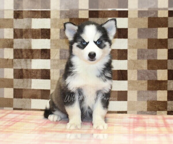 Medium Photo #3 Pomsky Puppy For Sale in DENVER, PA, USA