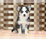 Small #2 Pomsky