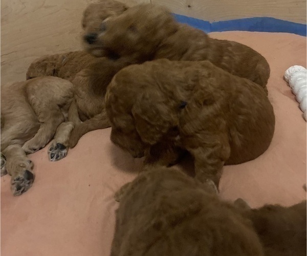 Medium Photo #13 Goldendoodle Puppy For Sale in BREA, CA, USA