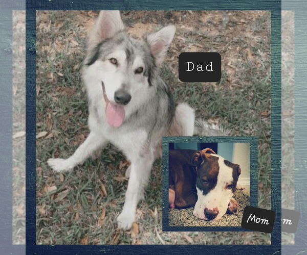 Medium Photo #5 Siberian Husky-Unknown Mix Puppy For Sale in The Woodlands, TX, USA