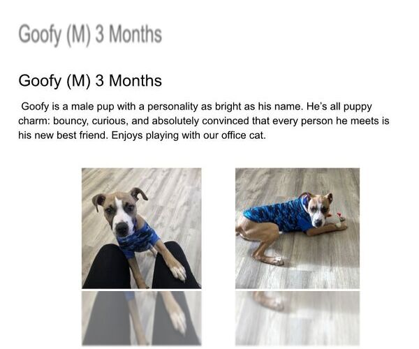 Medium Photo #1 Mutt Puppy For Sale in Martinsburg, WV, USA