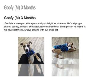 Mutt Dogs for adoption in Martinsburg, WV, USA