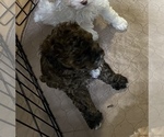 Small Photo #14 Poodle (Miniature) Puppy For Sale in GLOUCESTER, VA, USA