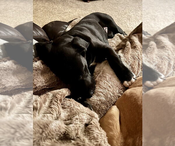 Medium Photo #4 Great Dane-Retriever  Mix Puppy For Sale in Springdale, PA, USA