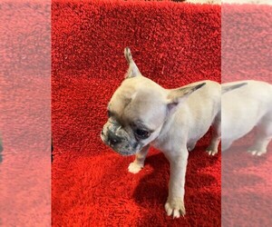 French Bulldog Puppy for sale in CINCINNATI, OH, USA