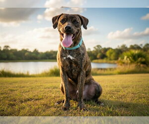 GROOT - Male Boxer-Unknown Mix Dog for Adoption - Photo #2