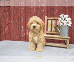 Puppy Daisy Maltipoo